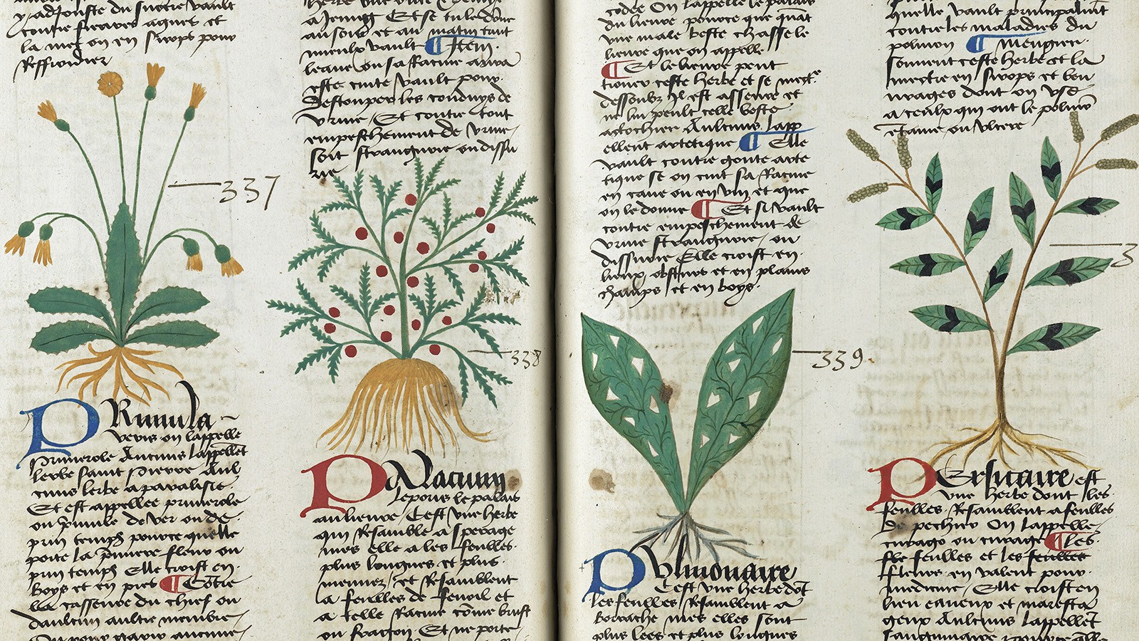 Monastic Herbals and Medieval Medicine University Church of St Mary